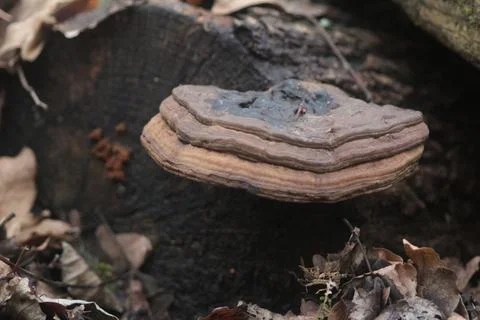 Fungus on a trunk of a tree Foto stock
