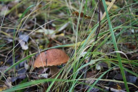 Fungus under the grass Stock Photos