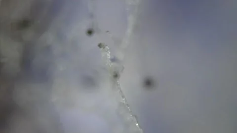 Fungus under a microscope. Mold structure. The study of microorganisms. Science Stock Footage 258641636
