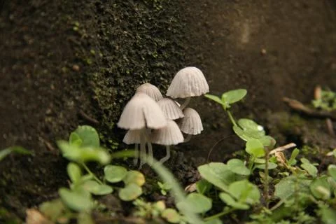 Fungus3 Stock Photos