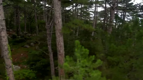 Funicular Moves Up In The Mountains Among Pines Stock Footage 45192440