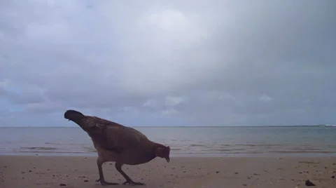 Funky Chickens at the Beach Stock Footage 45530861
