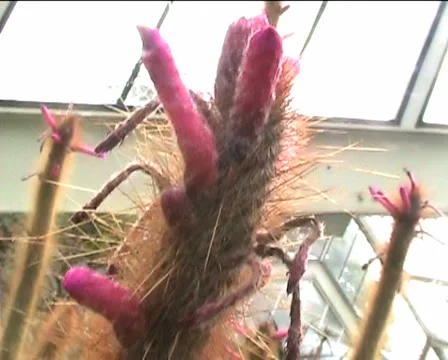 Funky Pink Cactus Stock Footage 5115164