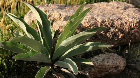 Funky Plant Stock Footage 810287