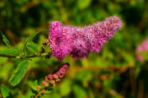 Funky purple flower Stock Photos