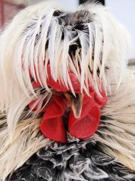 Funky rooster Stock Photos