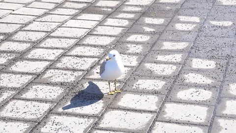 The Funky Seagull 스톡 동영상 128134558