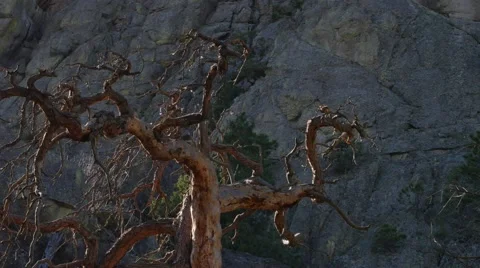 Funky tree Stock Footage 48483668