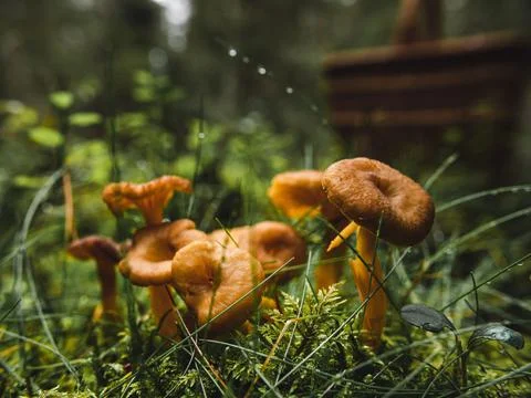Funnel chanterelle Stock Photos