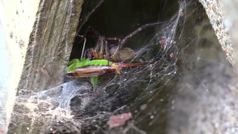 Funnel eating grasshopper in web closeup Stock Footage 79375555