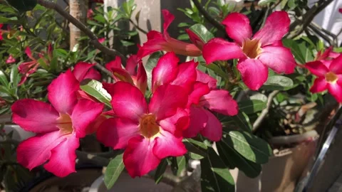 Funnel flowers Stock Footage 237048433