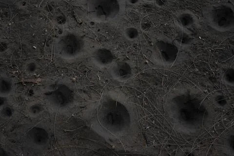Funnel-shaped pit traps built by antlion larvae Stock Photos