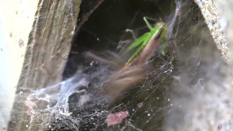 Funnel spider attacking grasshopper on web closeup Stock Footage 79374418