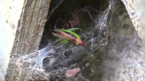Funnel spider attacks and bites grasshopper in web closeup Stock Footage 79374604