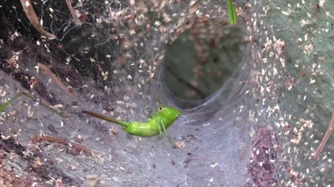 Funnel spider attacks bug caught in nest Stock Footage 79372077