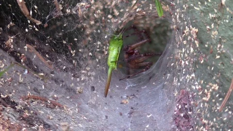 Funnel spider attacks bug caught in web Stock Footage 79372286