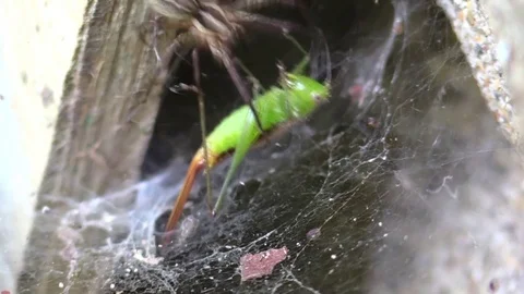 Funnel spider attacks grasshopper on web closeup Stock Footage
