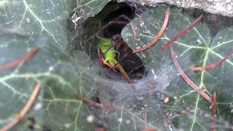Funnel spider eating grasshopper inside funnel Video stock 79375431