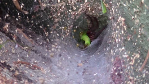 Funnel spider pulling grasshopper back into web Stock Footage 79372213