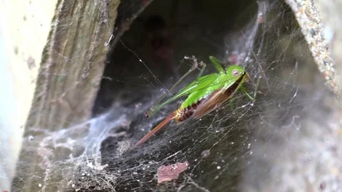 Funnel spider pulls grasshopper in web closeup Stock Footage 79374511