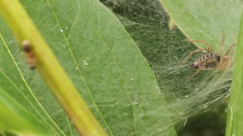 Funnel spider sits in its web. Stock Footage 139384207