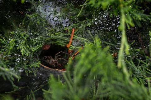 Funnel spider at the threshold of its mink Foto stock