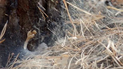 Funnel spider web at pine tree base. Pine needles in the web 스톡 동영상 119448618