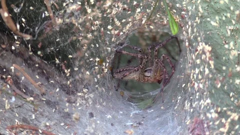 Funnel spider in web turning around Video stock 79372135
