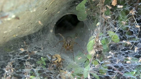 Funnel weaver spider capturing a honey bee Stock Footage 64803674