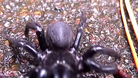 Funnel Web Close Stock Footage 249240548