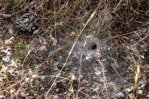 Funnel web of a funnel weaver spider, Milna, Croatia Photos