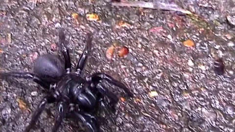 Funnel Web Hiding 스톡 동영상 248934979