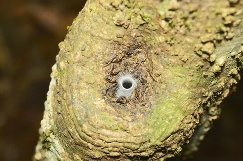 Funnel like web of spider , Amba , Kolhapur , Maharashtra , India Stock Photos