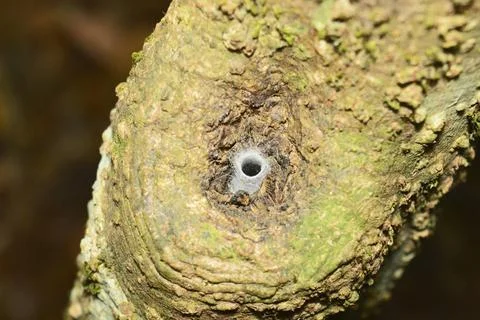 Funnel like web of spider , Amba , Kolhapur , Maharashtra , India Funnel l... Stock Photos
