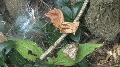 Funnel-Web Spider Capturing Moth Stock-Footage 64800193