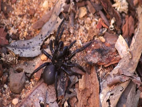Funnel Web Spider 스톡 동영상 99805100