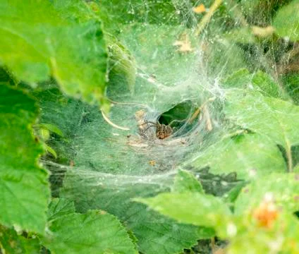 Funnel-web spider Stock Photos