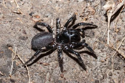 Funnel Web Spider Stock Photos
