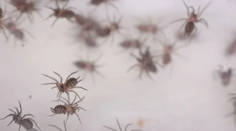 Funnel-web Tarantula Stock Footage 38390794