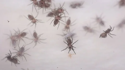 Funnel-web Tarantula Stock Footage 38391699