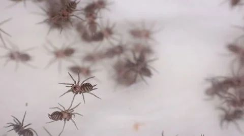 Funnel-web Tarantula linothele fallax Stock Footage 38390763