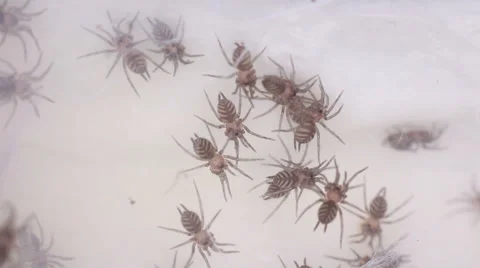 Funnel-web Tarantula linothele fallax Stock Footage 38391581