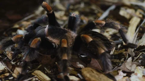 Funnel-web Tarantula linothele fallax Stock Footage 38392489