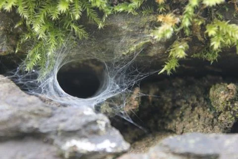 Funnel web in the uk, labyrinth spider Stock Photos