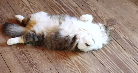 Funniest Cat Playing Dead Stock-Footage 240792355