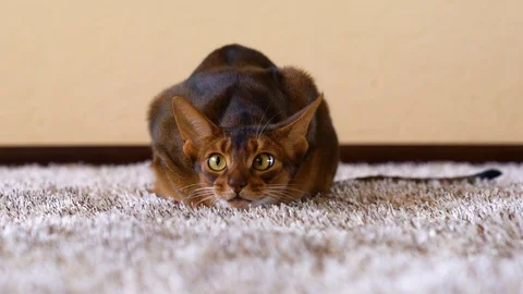 Funny abyssinian cat playing on carpet. Big scared eyes Stock Footage 88077686