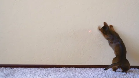 Funny Abyssinian Cat Playing with Laser Pointer Stock Footage 88077926