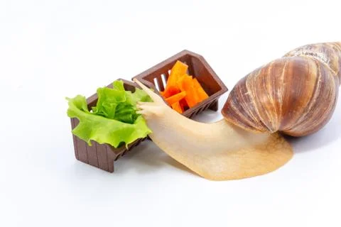 Funny Achatina snail eats cabbage from the trough on a white background. The  Stock Photos