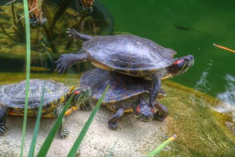 Funny Acrobatic turtles Stock Photos