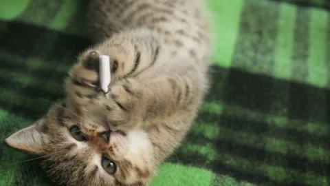 Funny active cat plays with toy, tries catch with paw, bite. Cute pet Stock Footage 237264316